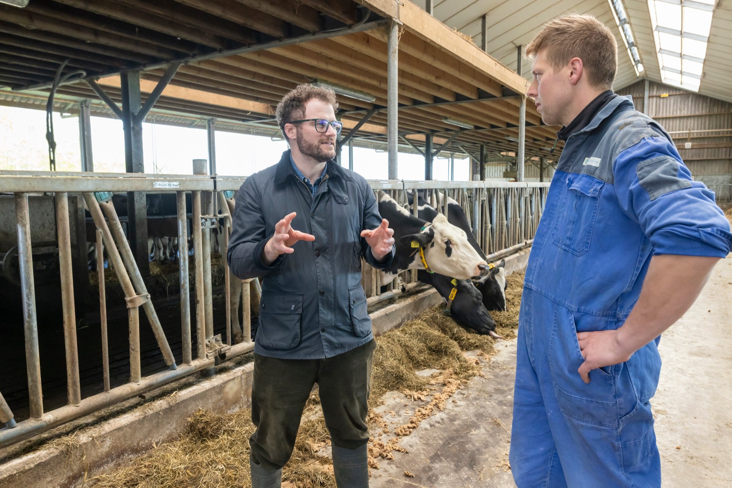 Two farmers talking beside cattle